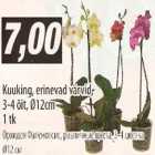 Магазин:Selver,Скидка:Орхидея Фаленопсис,различные цвета,3-4 цветка