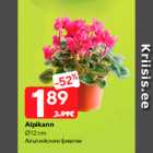 Альпийские фиалки