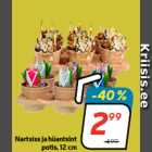 Nartsiss ja hüantsint
potis, 12 cm