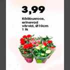 Kääbusroos erinevad värvid võrvid, d-10cm 1tk
