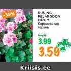 Магазин:Maksimarket, Konsum,Скидка:Королевская
герань