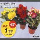 Бегония в горшке