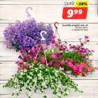 Магазин:Hüper Rimi, Rimi,Скидка:Летние цветы
в подвесной вазе
