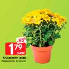 Krüsanteem  potis