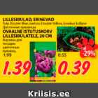 LILLESIBULAD, ERINEVAD; OVAALNE ISTUTUSKORV LILLESIBULATELE20 CM