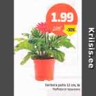 Gerbera potis 12 cm, tk