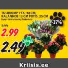 TULBIKIMP 7 TK, 38 CM;
KALANHOE 12 CM POTIS, 25 CM