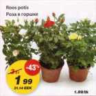 Roos potis