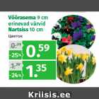 Allahindlus - Võõrasema 9 cm
erinevad värvid
Nartsiss 10 cm