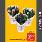 Suureõieline preeriakell, 12 cm