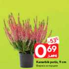 Kanarbik potis, 9 cm
