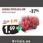 Магазин:Maksimarket, Konsum,Скидка:ВЕРЕСК В ГОРШКЕ