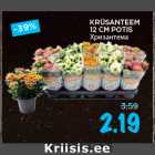 KRÜSANTEEM
12 CM POTIS