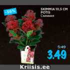 SKIMMIA 10,5 CM
POTIS
