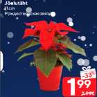 Jõulutäht
11 cm
