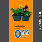Sarvkannike