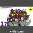 KÄÄBUSROOS MIX Ø 10,5 cm