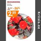 Магазин:Maksimarket,Скидка:Бегония