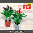 Kalla mix, 12 cm potis, tk
