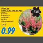 POTILILL HARILIK KANARBIK MIX Ø9,5cm