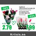 Магазин:Maksimarket, Konsum,Скидка:Рождественский кактус; Гиппеаструм