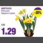 Нарциссы в горшке