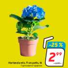 Hortensia mix, 9 cm potis, tk