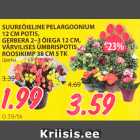 SUUREÕIELINE PELARGOONIUM 
12 CM POTIS, 
GERBERA 2-3 ÕIEGA 12 CM, 
VÄRVILISES ÜMBRISPOTIS
ROOSIKIMP 38 CM 5 TK 