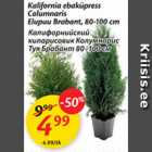 Калифорнийский кипарисовик Колумнарис Туя Брабант