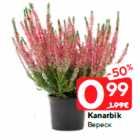 Kanarbik
