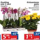 Магазин:Maxima,Скидка:Орхидея, хризантема
