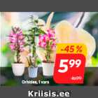 Orhidee, 1 vars