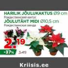 HARILIK JÕULUKAKTUS Ø9 cm; JÕULUTÄHT MIDI Ø10,5 cm