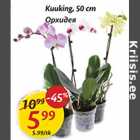 Kuuking, 50 cm