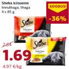 Sheba kiisueine