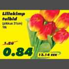 Allahindlus - Lillekimp tulbid