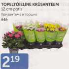 TOPELTÕIELINE KRÜSANTEEM 