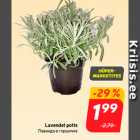 Lavendel potis