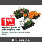Begoonia, peiulill või petuunia potis, 10 tk
