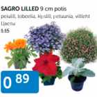 SARGO LILLED 9 cm potis