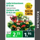 India krüsanteem d12 cm; Gerbera valik d10,5 cm