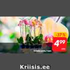 Orhidee potis, 1 vars