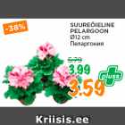 Allahindlus - SUUREÕIELINE
PELARGOON