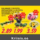 KALANHOE 7 CM POTIS,
KRÜSANTEEM 12 CM POTIS,
ROOSIKIMP 5 TK 38 CM,
SEGUKIMP 5 TK