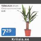 TÄÄKLIILIA 14 cm