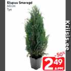 Allahindlus - Elupuu Smaragd
60 cm
