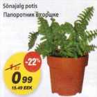 Sõnajalg potis