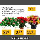SUUREÕIELINE
PELARGOONIUM 12 cm potis,
ROOSBEGOONIA 12 cm potis,
ROOSIKIMP 50 cm, 5 tk