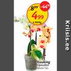Kuuking 60 cm/12+