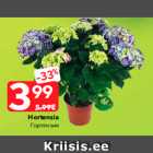 Hortensia
